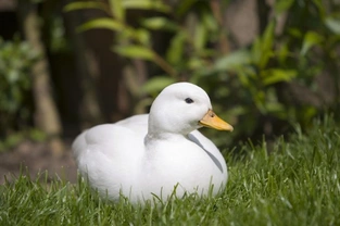 3 Gorgeous Domestic Duck Breeds To Keep in a Garden