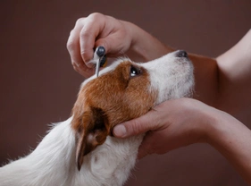 Seven good reasons to brush your dog regularly