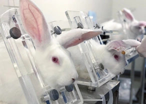 Světový den laboratorních zvířat – známé osobnosti i veřejnost chtějí pokusy bez zvířat