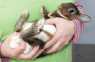 Základy manipulace s králíky, díl 5. – Umíme s nimi správně zacházet? 
