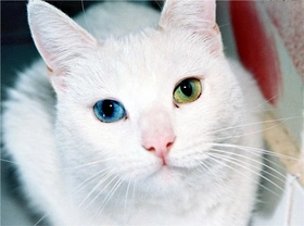 Heterocromía felina: ojos de diferente color
