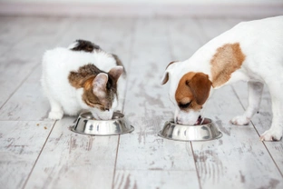How cats and dogs differ in terms of how they eat