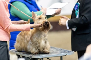 Why not try a Kennel Club “Have a Go” dog show in 2019 to introduce yourself and your dog to formal