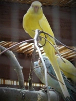 Papoušek zpěvavý (Psephotus haematonotus) 20 – mutace lutino, platina, pallid, skořice