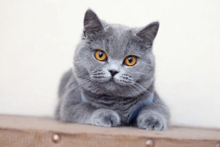 What five GCCF pedigree cat breeds were most popular last year, and which are falling out of favour?