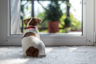How to handle and manage your puppy when you come home after leaving them alone