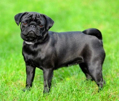 Why are Black Pugs so Popular?