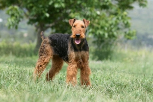 What breed of terrier is right for you?