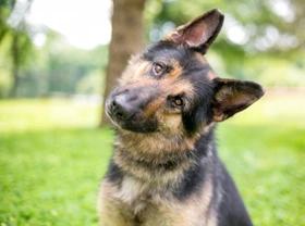 Dogs and eye contact – when to use it