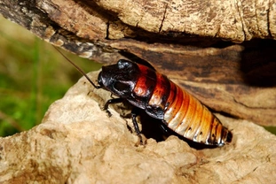 Unusual pets - The Madagascan hissing cockroach