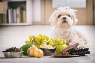 Kytky i čokoláda: víte, co pes nesmí jíst?