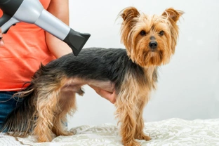 Can you use a hairdryer on your dog?