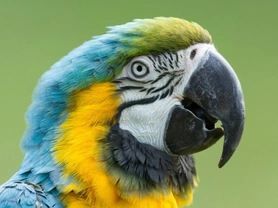 Keeping parrots as pets