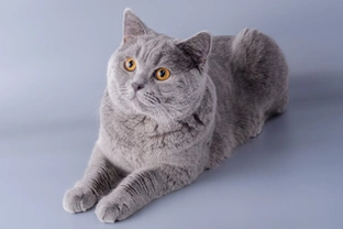 Five Questions and Answers Concerning The Physical Attributes Of Cats