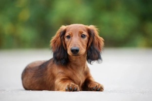 Three dog breeds prospective Dachshund buyers might consider instead