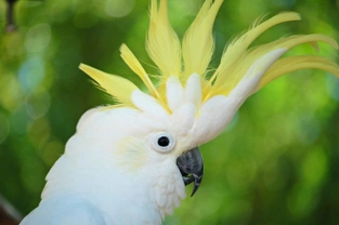 Cockatoos: The Most Affectionate Parrots on the Planet
