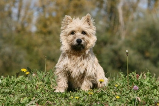 Grooming and caring for the Cairn terrier