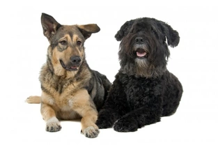 Mixed Breed vs. Purebred - Which is best?