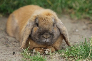Ten tips for keeping your rabbit happy and healthy for life