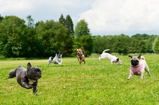 Puppy Socialisation : the Key to a Well-Adjusted Dog