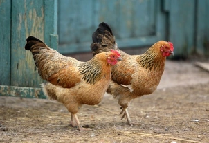 Chickens - How To Keep Bugs at Bay
