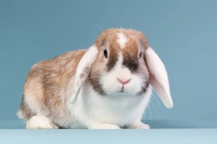 8 Conditions Rabbits That Affect Pet Rabbits