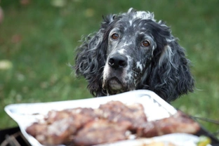 Five seemingly safe barbecue foods your dog shouldn’t eat