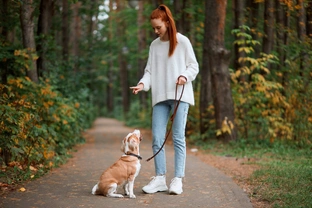 How management can help with dog training