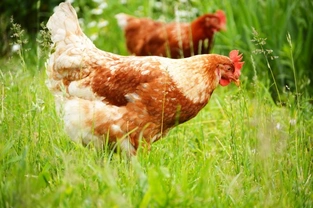 Keeping Chickens - It's Time to Give Your Birds Their Summer Makeover