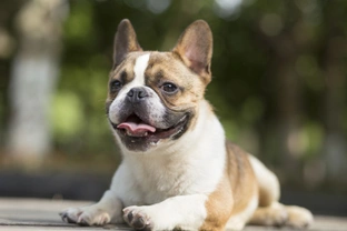 How your English bulldog, French bulldog or pug can take part in the BOAS research program