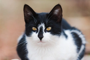 Ten Interesting Facts About Black and White Cats