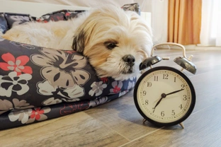 How the clocks changing for daylight saving time can affect your dog