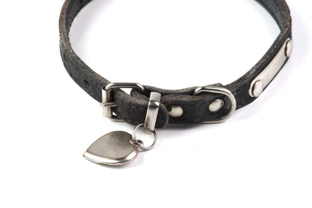 Eight ways to make sure your dog’s collar doesn’t bother them