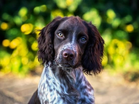 Ten things you need to know about the sprocker dog type before you buy one
