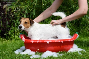 Minimising bath time stress for dogs that hate water