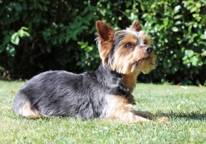Yorkshire Terrier or Australian Silky Terrier, which is best for you?