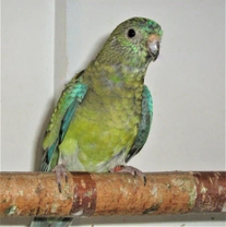 Papoušek zpěvavý (Psephotus haematonotus) 6. část – Nemoci a prevence v chovu