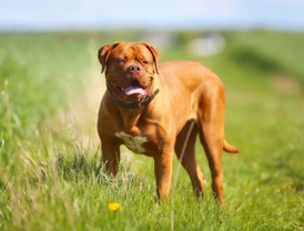 Pets4Homes announces the UK’s most popular giant dog breeds for 2019
