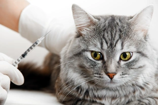 Postinjekční sarkom koček – rizikové faktory a možnosti prevence