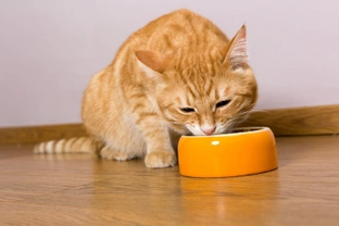 What to Feed Cats Suffering from Cancer