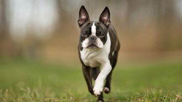 The additional care requirements that frequently come with owning a brachycephalic dog