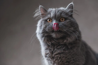 10 things you need to know about the British longhair cat before you buy one
