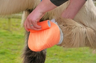 How to poultice your horses hoof...on your own!