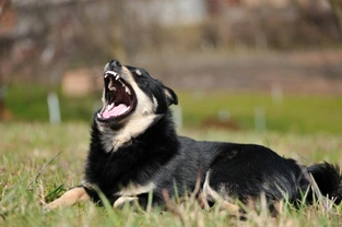 Dog Barking - How to stop your dog from barking