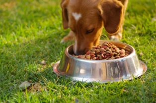 Five tips for dog owners that feed dry food or kibble to their dogs