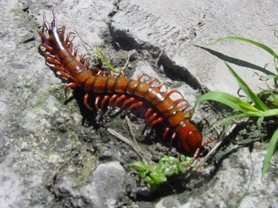 Caring for a pet centipede