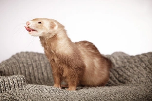 What colours and patterns can ferrets be found in?