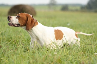 Five interesting facts about the pointer dog breed