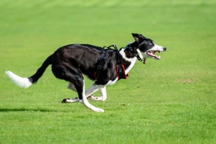 Ten things you need to know about the lurcher before you buy one