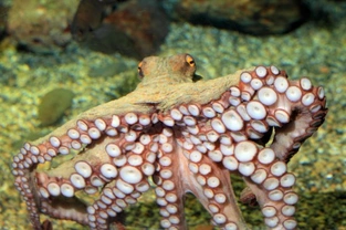 Keeping an Octopus as an Aquarium Pet